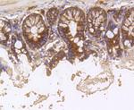 Hsc70 Antibody in Immunohistochemistry (Paraffin) (IHC (P))