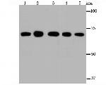 Hsc70 Antibody in Western Blot (WB)