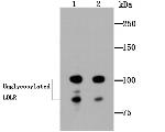 LDL Receptor Antibody in Western Blot (WB)