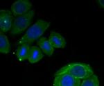 RON Antibody in Immunocytochemistry (ICC/IF)