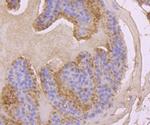 Hsc70 Antibody in Immunohistochemistry (Paraffin) (IHC (P))