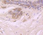 Hsc70 Antibody in Immunohistochemistry (Paraffin) (IHC (P))