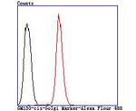 GM130 (cis-Golgi Marker) Antibody in Flow Cytometry (Flow)