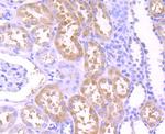 GM130 (cis-Golgi Marker) Antibody in Immunohistochemistry (Paraffin) (IHC (P))