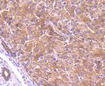 GM130 (cis-Golgi Marker) Antibody in Immunohistochemistry (Paraffin) (IHC (P))