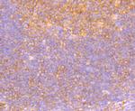 GM130 (cis-Golgi Marker) Antibody in Immunohistochemistry (Paraffin) (IHC (P))