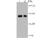 GM130 (cis-Golgi Marker) Antibody in Western Blot (WB)