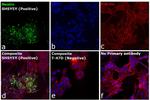 Mouse IgG (H+L) Secondary Antibody in Immunocytochemistry (ICC/IF)