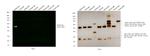 Rabbit IgG (H+L) Cross-Adsorbed Secondary Antibody