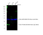 Rabbit IgG (H+L) Cross-Adsorbed Secondary Antibody in Western Blot (WB)