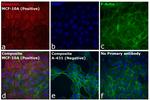 Rabbit IgG (H+L) Cross-Adsorbed Secondary Antibody in Immunocytochemistry (ICC/IF)