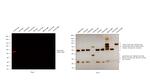 Rabbit IgG (H+L) Cross-Adsorbed Secondary Antibody in Western Blot (WB)