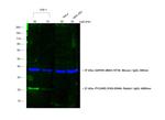 Rabbit IgG (H+L) Secondary Antibody in Western Blot (WB)