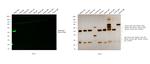 Rabbit IgG (H+L) Secondary Antibody in Western Blot (WB)