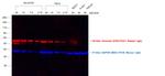 Rabbit IgG (H+L) Secondary Antibody in Western Blot (WB)