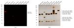 Rabbit IgG (H+L) Secondary Antibody in Western Blot (WB)