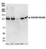 R3HDM1/R3HDM Antibody in Western Blot (WB)