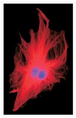 Mouse IgG (H+L) Cross-Adsorbed Secondary Antibody in Immunocytochemistry (ICC/IF)