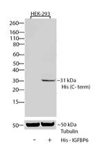 6x-His Tag Antibody in Western Blot (WB)