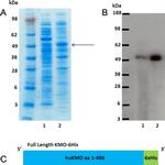 6x-His Tag Antibody in Western Blot (WB)