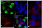 V5 Tag Antibody in Immunocytochemistry (ICC/IF)