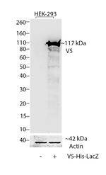 V5 Tag Antibody in Western Blot (WB)