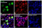 V5 Tag Antibody in Immunocytochemistry (ICC/IF)