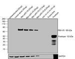 V5 Tag Antibody in Western Blot (WB)