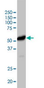 CD40 Antibody in Western Blot (WB)