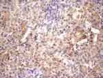 RAB11FIP4 Antibody in Immunohistochemistry (Paraffin) (IHC (P))