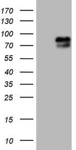 RAB11FIP4 Antibody in Western Blot (WB)