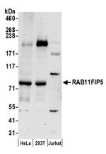 RAB11FIP5 Antibody in Western Blot (WB)