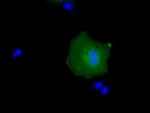 RAB17 Antibody in Immunocytochemistry (ICC/IF)