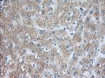 RAB17 Antibody in Immunohistochemistry (Paraffin) (IHC (P))