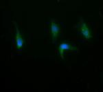 RAB21 Antibody in Immunocytochemistry (ICC/IF)