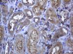 RAB21 Antibody in Immunohistochemistry (Paraffin) (IHC (P))