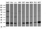 RAB21 Antibody in Western Blot (WB)