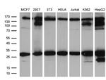 RAB23 Antibody in Western Blot (WB)