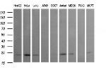 RAB24 Antibody in Western Blot (WB)