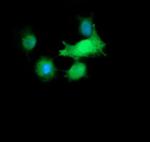 RAB30 Antibody in Immunocytochemistry (ICC/IF)