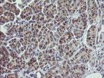 RAB30 Antibody in Immunohistochemistry (Paraffin) (IHC (P))