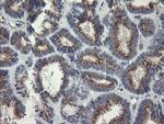 RAB30 Antibody in Immunohistochemistry (Paraffin) (IHC (P))