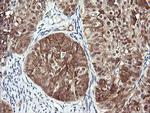 RAB30 Antibody in Immunohistochemistry (Paraffin) (IHC (P))