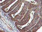 RAB30 Antibody in Immunohistochemistry (Paraffin) (IHC (P))