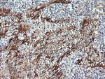 RAB30 Antibody in Immunohistochemistry (Paraffin) (IHC (P))