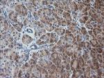 RAB30 Antibody in Immunohistochemistry (Paraffin) (IHC (P))