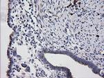 RAB30 Antibody in Immunohistochemistry (Paraffin) (IHC (P))