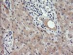 RAB30 Antibody in Immunohistochemistry (Paraffin) (IHC (P))