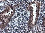 RAB30 Antibody in Immunohistochemistry (Paraffin) (IHC (P))