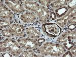 RAB30 Antibody in Immunohistochemistry (Paraffin) (IHC (P))